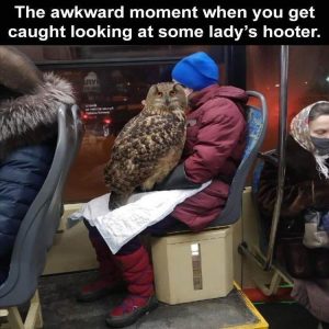 Stupid Bar Memes zzs64