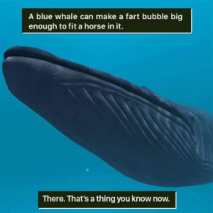 Stupid Bar Memes 0e3227e4e0dc3310
