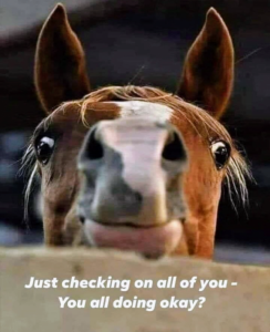 Stupid Bar Memes 20f94e665ede4583