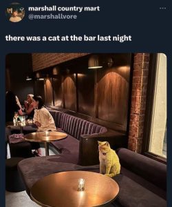 Stupid Bar Memes 29c95373327ad724f247af1d1672557c