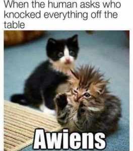 Stupid Bar Memes 2dfa5895793196fa