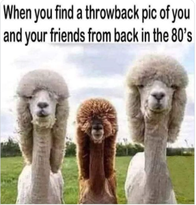 Stupid Bar Memes 62311230317af909