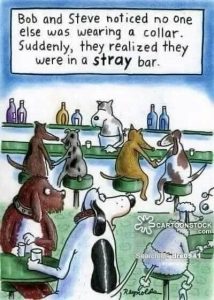 Stupid Bar Memes 6d1ad4e60f03ea73