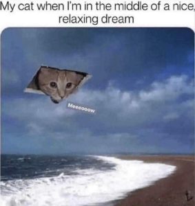 Stupid Bar Memes 775Jms7