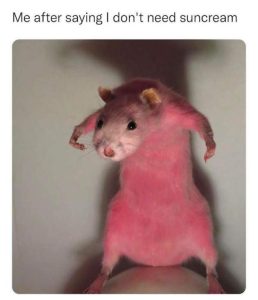 Stupid Bar Memes 87415064