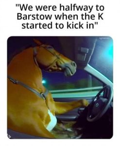 Stupid Bar Memes 8a7e8756ead1b718