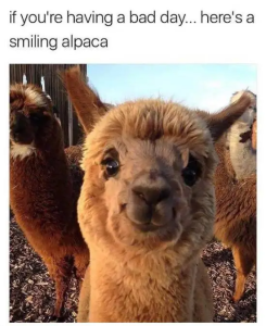 Stupid Bar Memes FL63mJt
