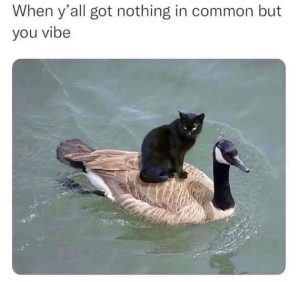 Stupid Bar Memes HkVcloW