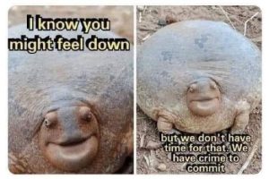 Stupid Bar Memes ZlTuTFZ