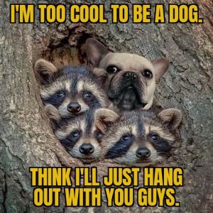 Stupid Bar Memes a51469c123054a75
