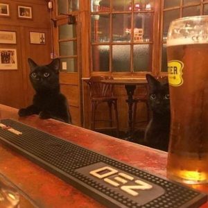 Stupid Bar Memes d7ffc114d942be4e4aed60e3ef2593b3swidths600