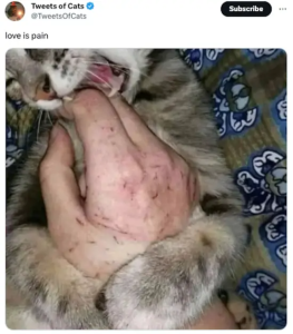 Stupid Bar Memes funnystweetss15s2