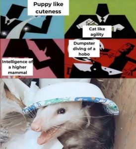 Stupid Bar Memes sZ2gFEa