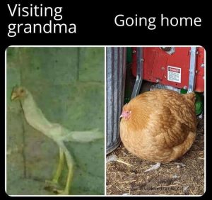 Stupid Bar Memes zsfunnysmemess27