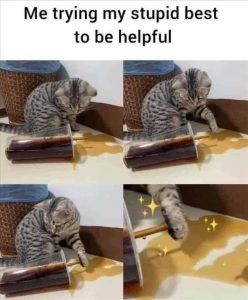 Stupid Bar Memes zsfuns35s4