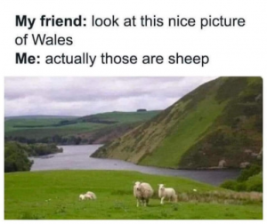 Stupid Bar Memes 28df5085c1043d9b