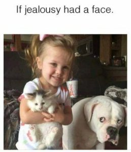 Stupid Bar Memes 544dc9732cb59bff