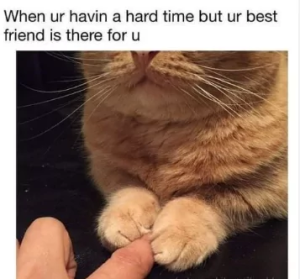 Stupid Bar Memes 64e00353e9edc