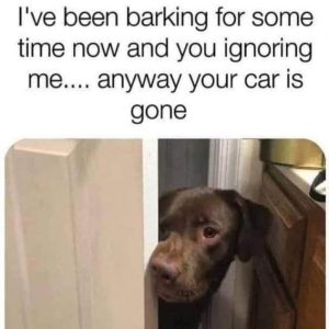Stupid Bar Memes 666fc945bedfbec2