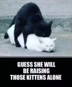 Stupid Bar Memes 67c8a433d0b935fc