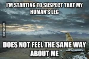 Stupid Bar Memes 89861548767633a8