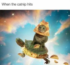 Stupid Bar Memes 9cfcc391c1fb6145