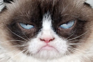Stupid Bar Memes GrumpyCat5655