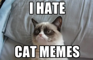 Stupid Bar Memes Grumpyscatsmemes1