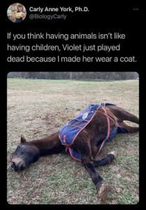 Stupid Bar Memes XvKoyzl