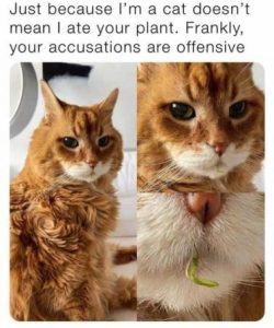 Stupid Bar Memes bca655ae1459357d