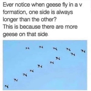 Stupid Bar Memes cb725034edce816e