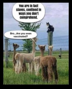Stupid Bar Memes cc339b872cd5bd61