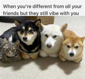Stupid Bar Memes ea279bd554b64eb9