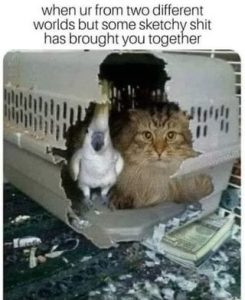 Stupid Bar Memes ec58430cadf9c828