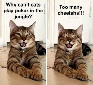 Stupid Bar Memes f96acf2f791f9033