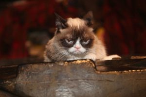 Stupid Bar Memes grumpy534