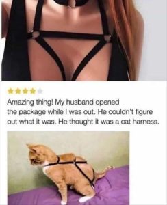 Stupid Bar Memes yousgotsascatsharness