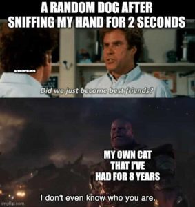 Stupid Bar Memes zsmemes83s2