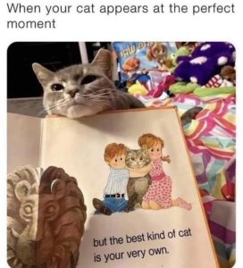 Stupid Bar Memes 4ebf9d508bd3942e