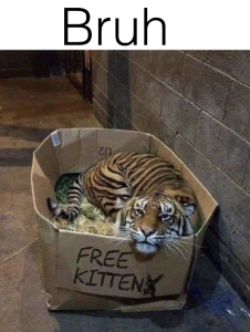 Stupid Bar Memes 64f607d5a4d0d