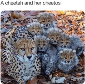 Stupid Bar Memes 960696b4fd8a2384