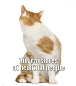 Stupid Bar Memes F5ieRAGWgAA6zVO