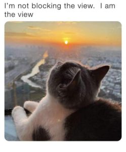 Stupid Bar Memes WHKkqE3