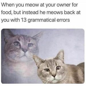 Stupid Bar Memes a33d71320b97161a