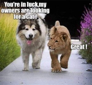 Stupid Bar Memes b5c29bcacda46037