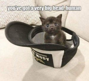 Stupid Bar Memes b7a77c5134973029