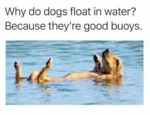 Stupid Bar Memes cc8e3635111a377a