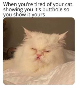 Stupid Bar Memes pEJYMLx