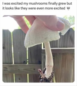 Stupid Bar Memes whensyousseesthesmushroom