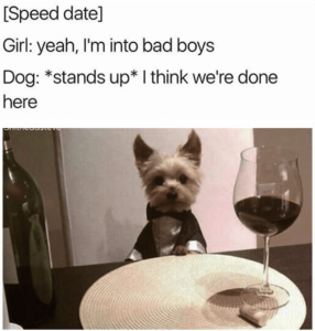Stupid Bar Memes winesglasssspeedsdatesgirlsyeahsintosbadsboyssdogsstandssupsthinksdoneshere
